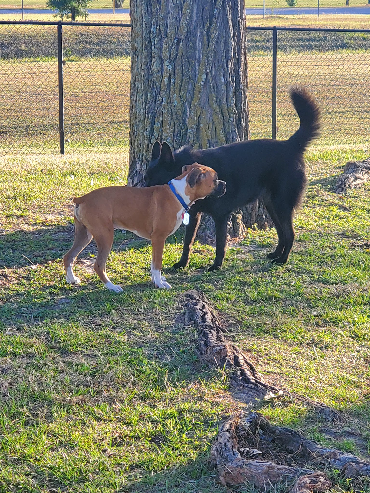 Jersey Village Dog Park - Jersey Village, TX