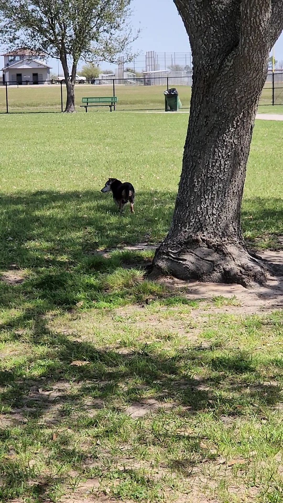 Beverly Kaufman Dog Park - Katy, TX