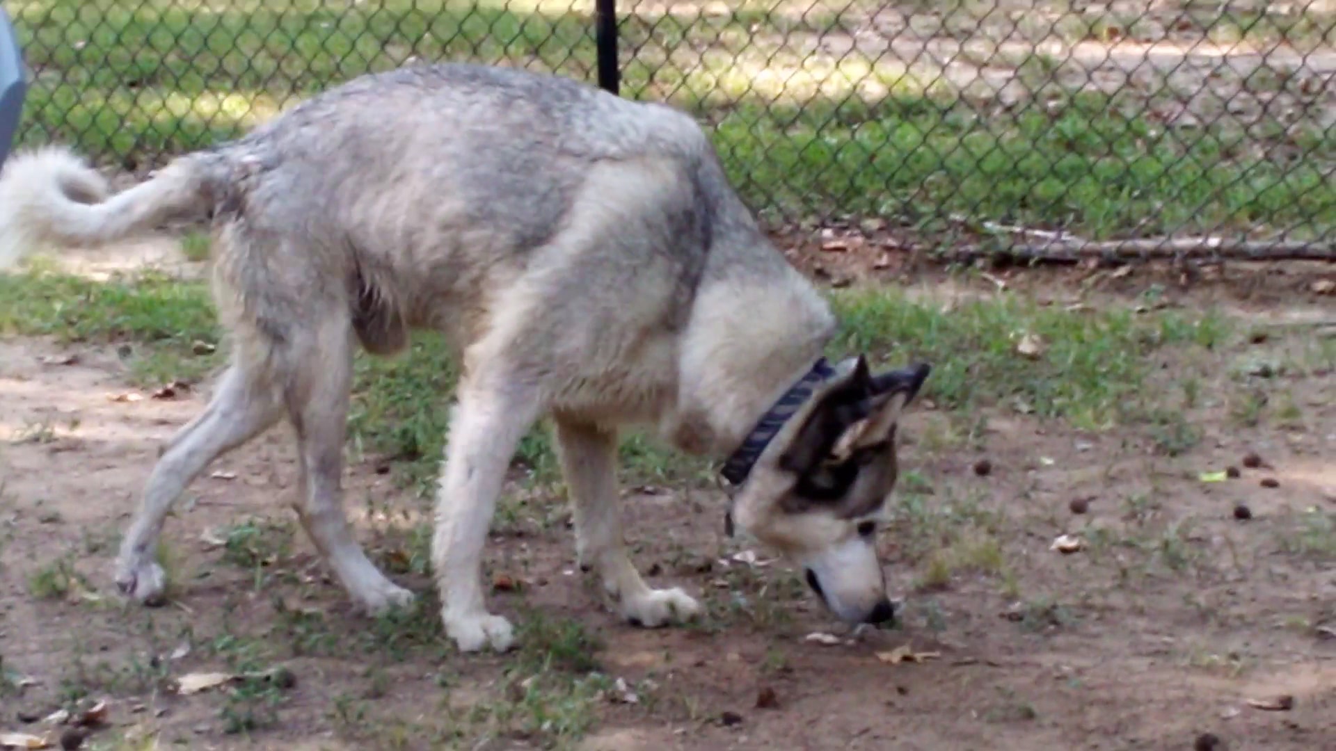Meadowbrook Dog Park - Kilgore, TX