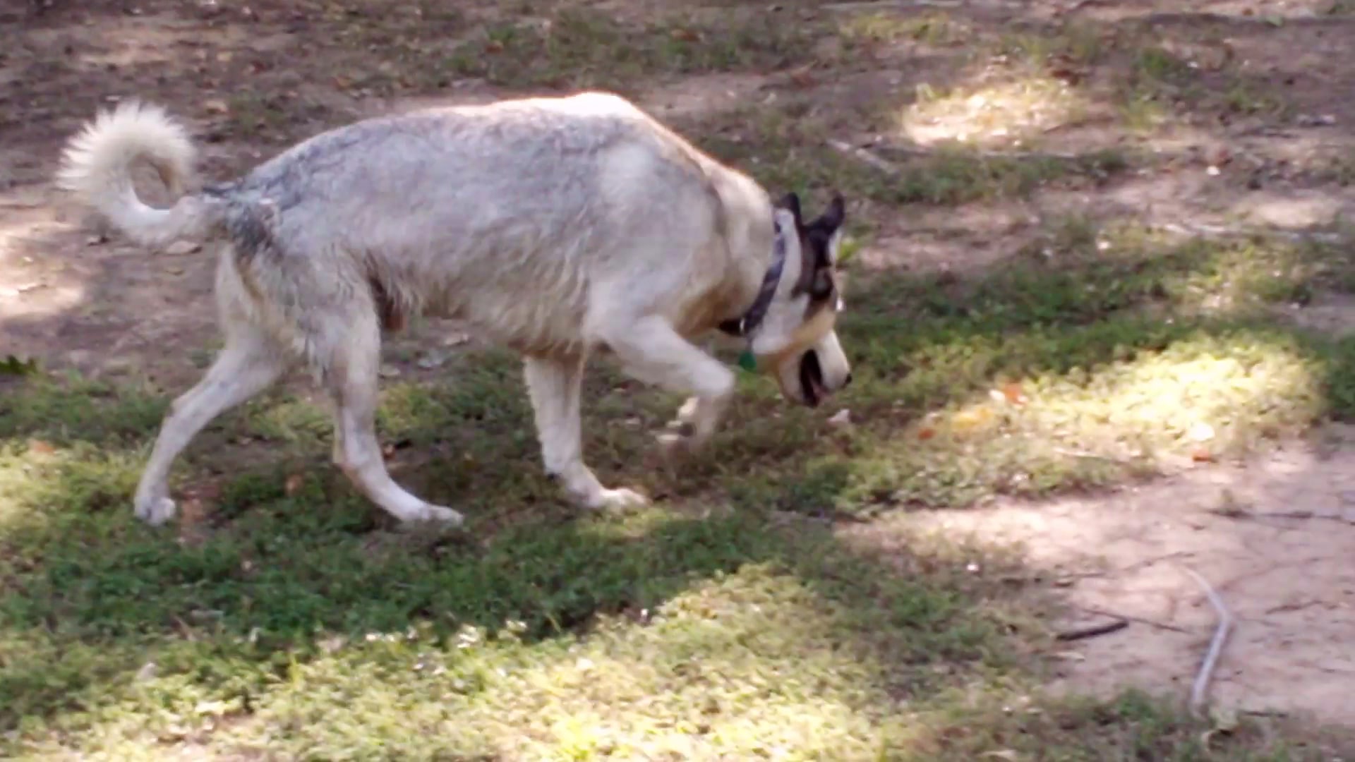 Meadowbrook Dog Park - Kilgore, TX