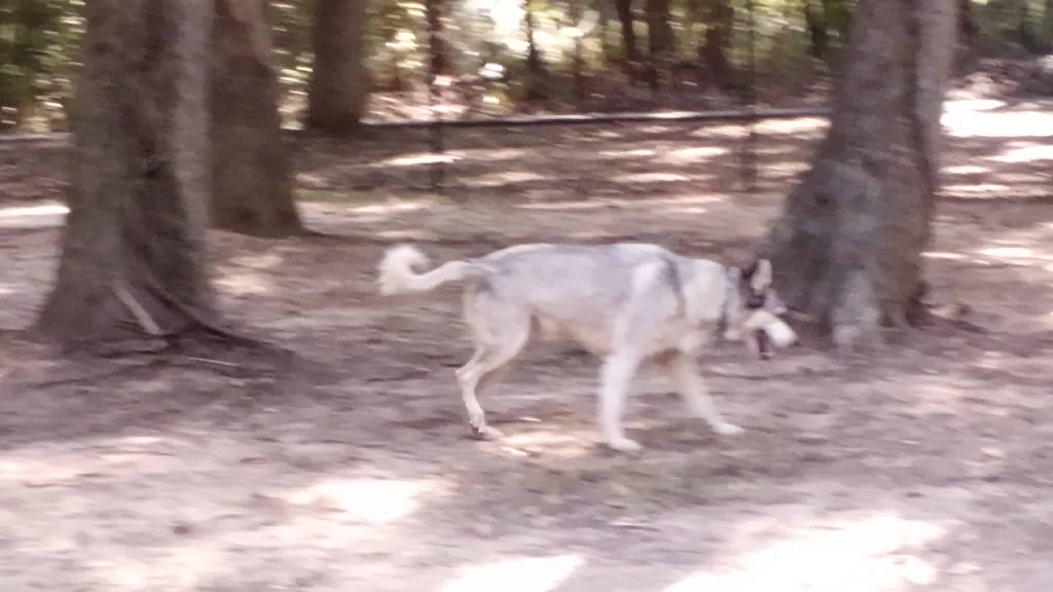 Meadowbrook Dog Park - Kilgore, TX