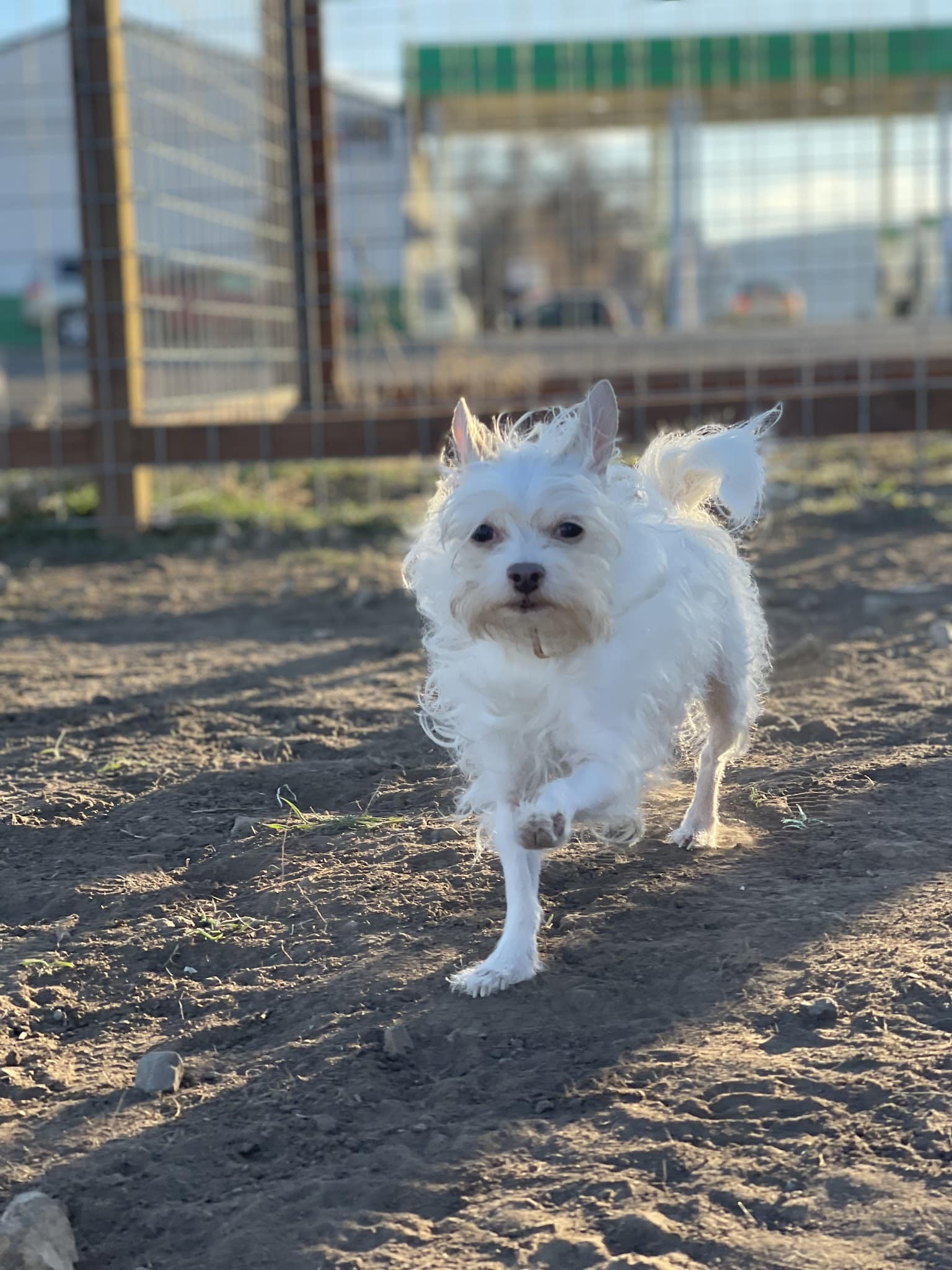Sinclair's Dino-Dog Park - Klamath Falls, OR