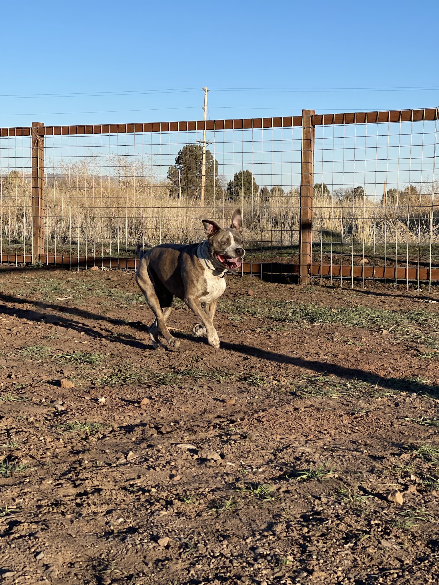 Sinclair's Dino-Dog Park - Klamath Falls, OR