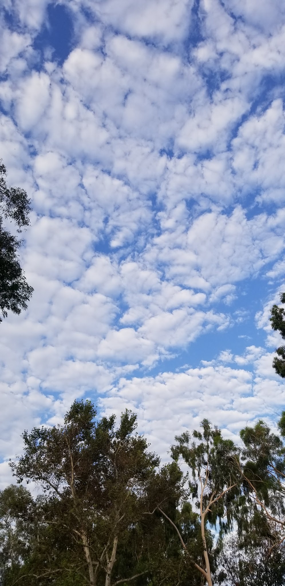 Oak Creek Park - La Mirada, CA