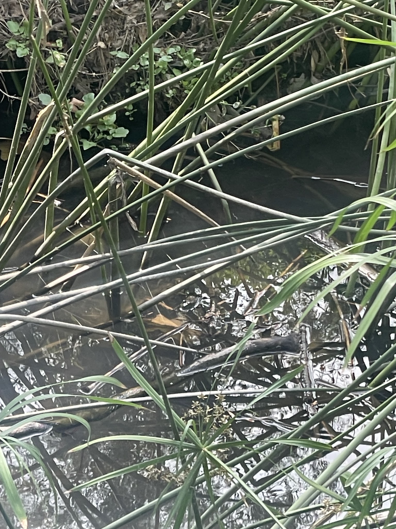 Oak Creek Park - La Mirada, CA