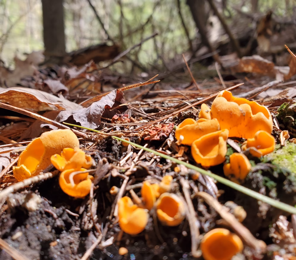 Landmark Tract / Boston Lot - Lebanon, NH