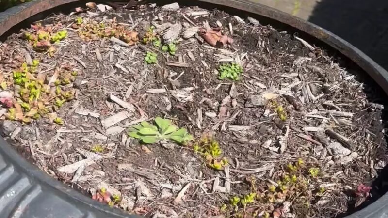 Coleman Memorial Park - Lebanon, PA