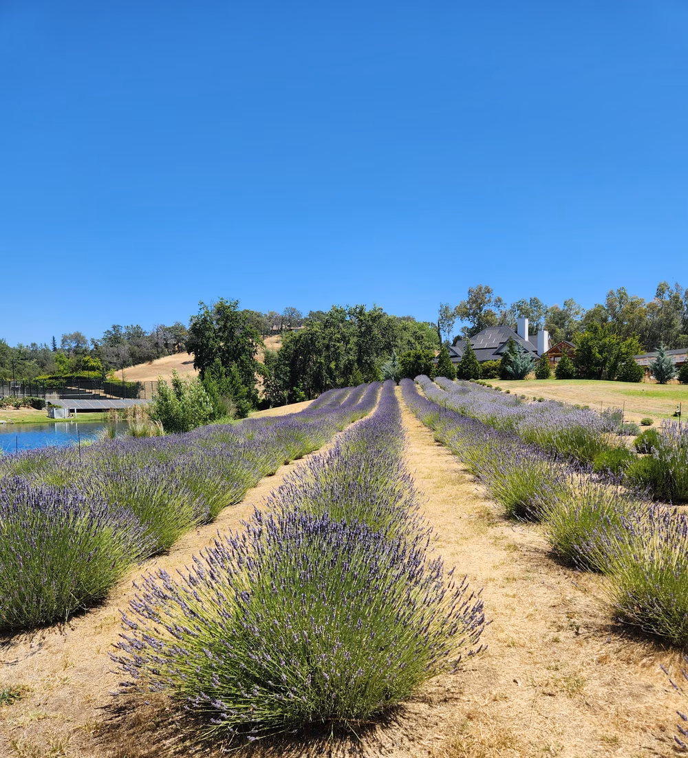 Bunz Lavender Farm - Lincoln, CA