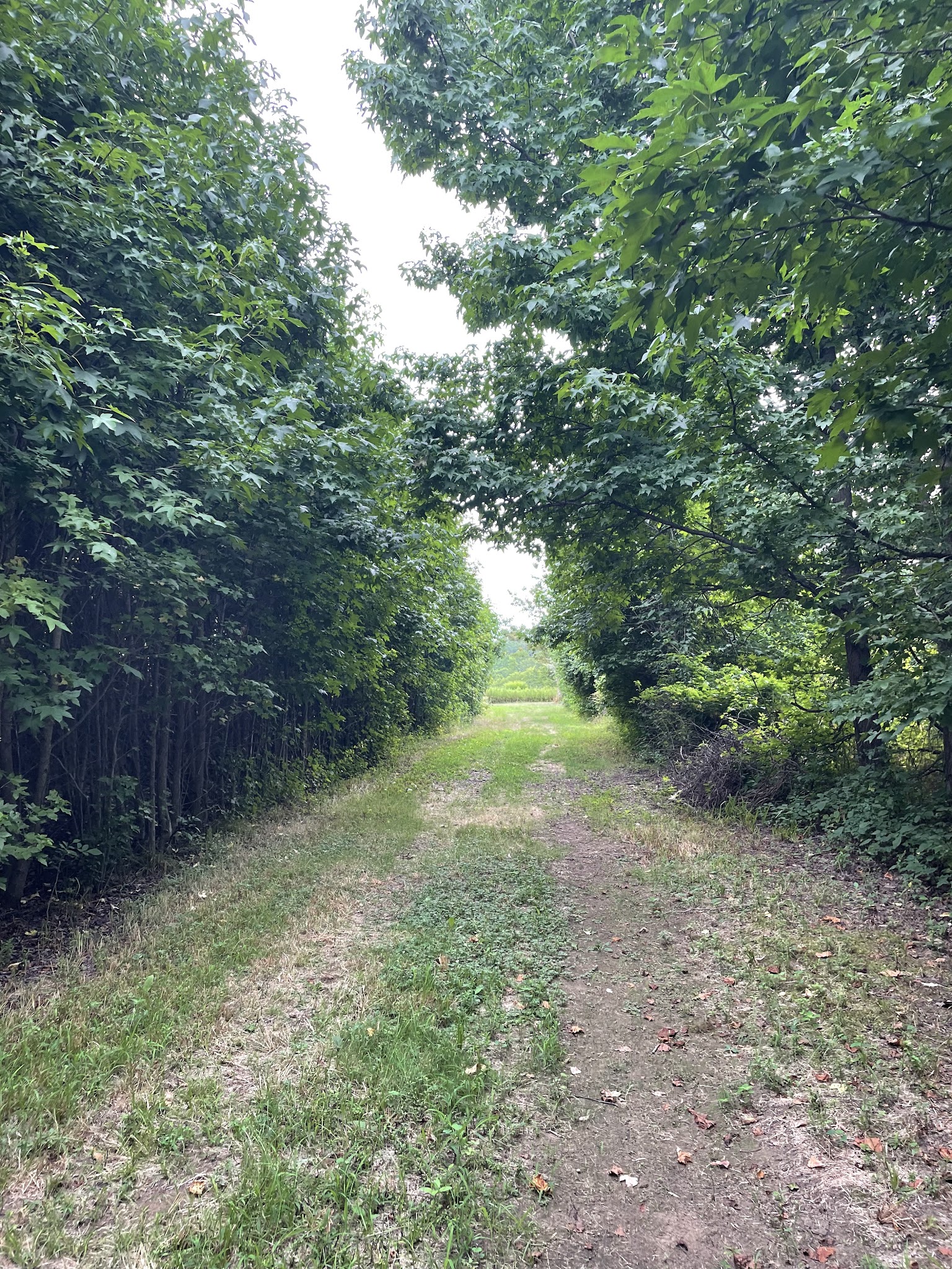 The Lexi Trail - Lincroft, NJ