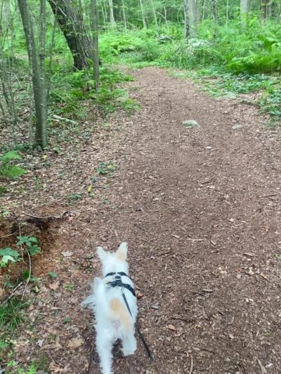 Burnham Tavern Trail (Parking) - Lisbon, CT