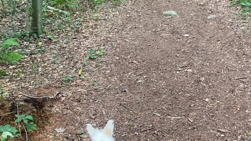 Burnham Tavern Trail (Parking) - Lisbon, CT