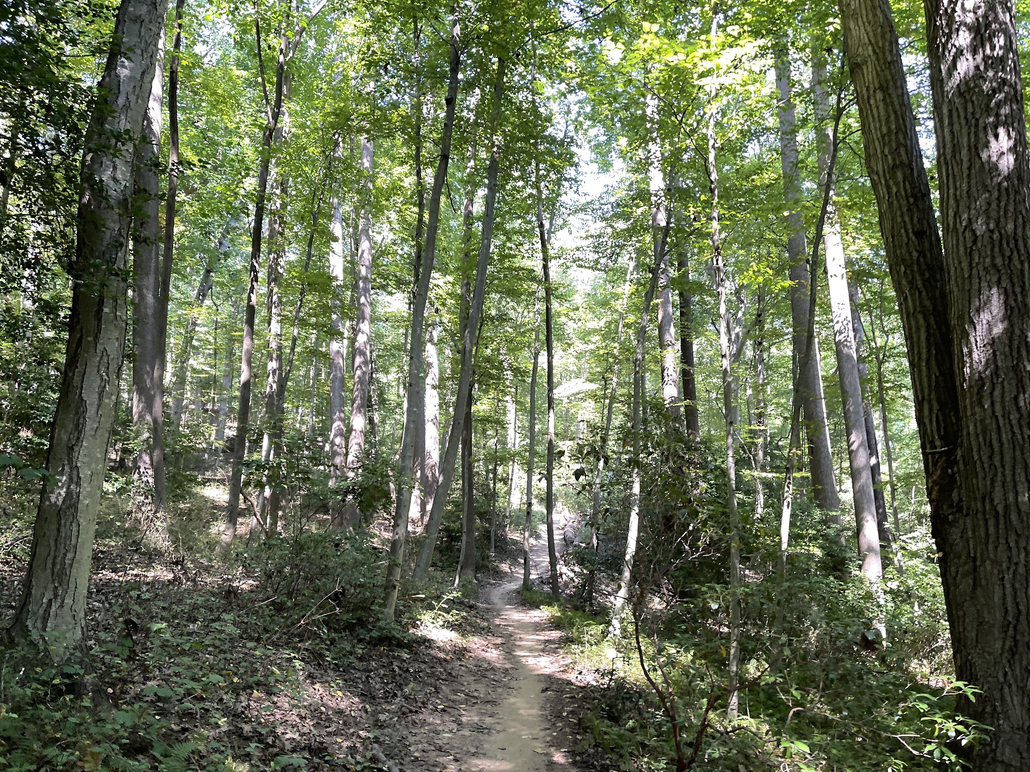 Claypit Creek - Locust, NJ