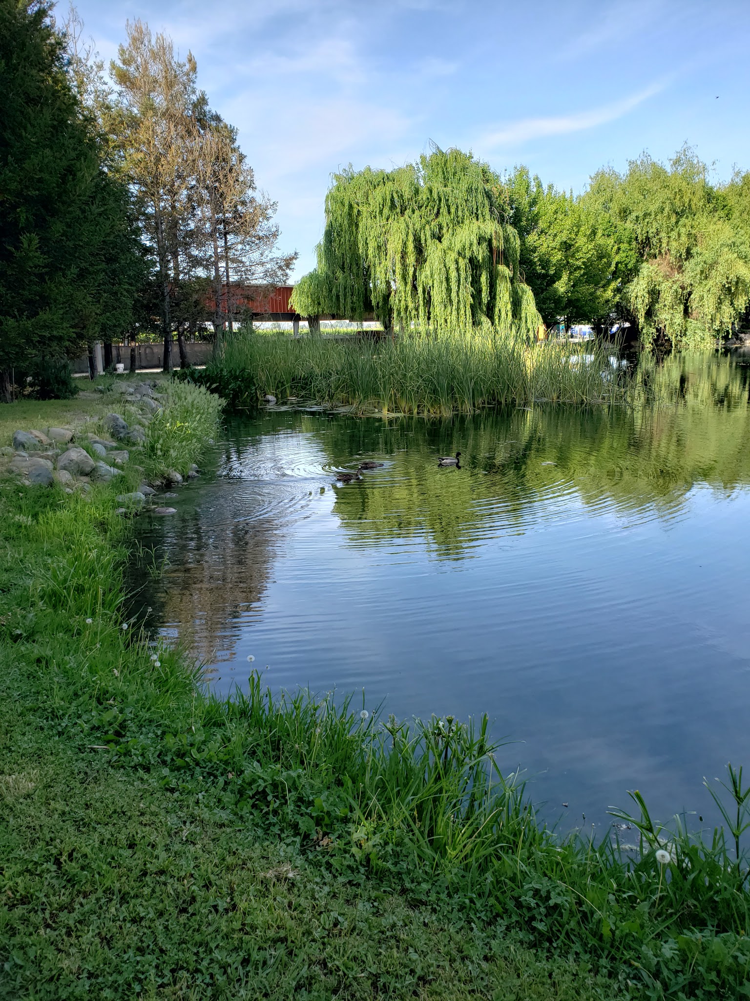 All Dogs Sports Park, LLC - Lodi, CA