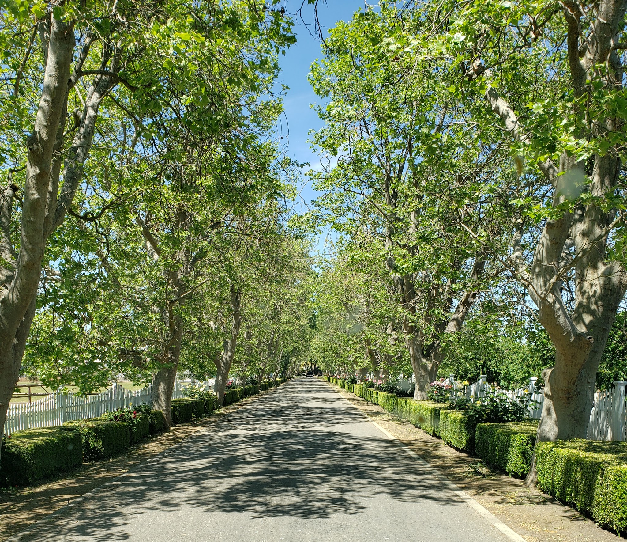 All Dogs Sports Park, LLC - Lodi, CA