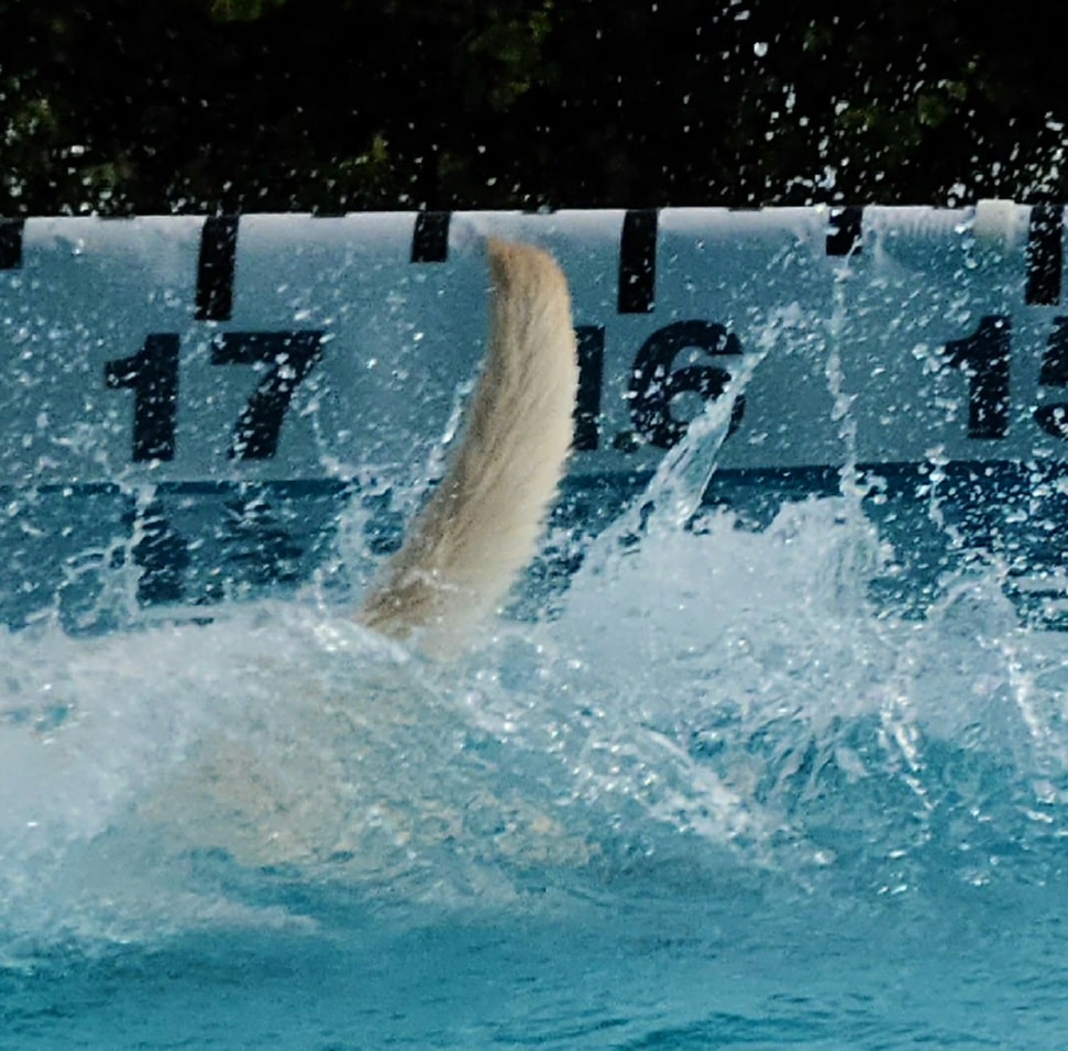 All Dogs Sports Park, LLC - Lodi, CA