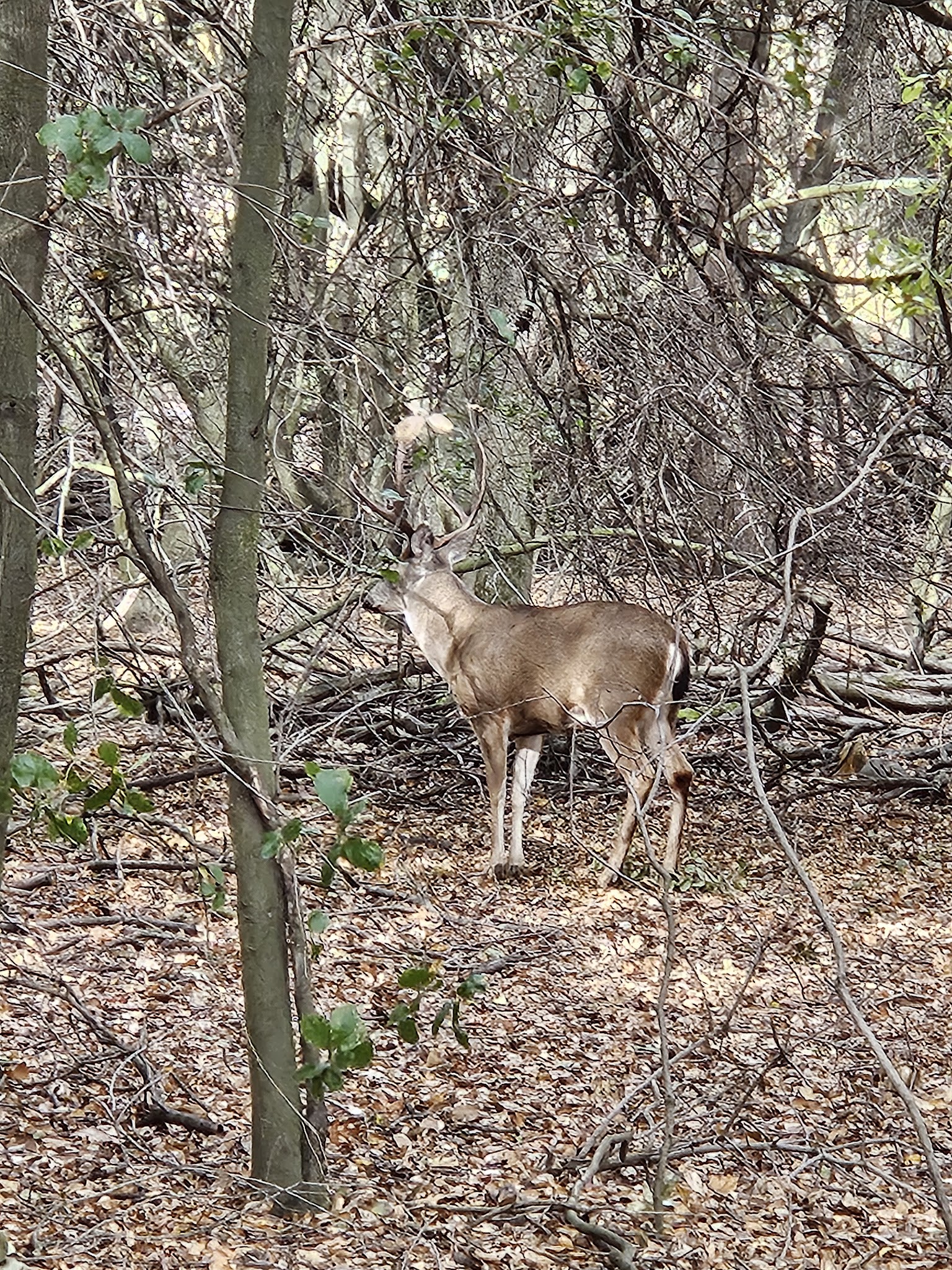 Lodi Lake - Lodi, CA