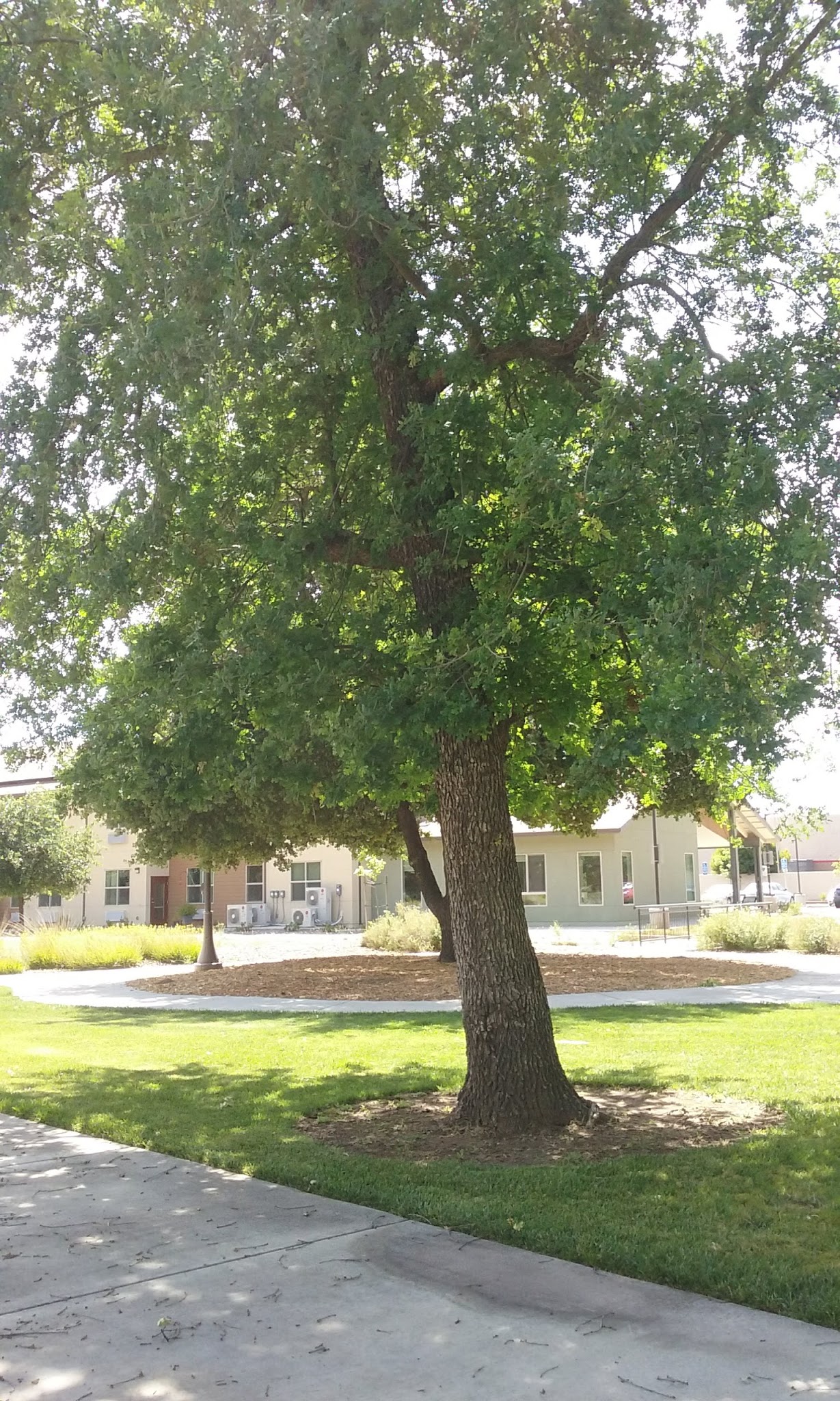 Roget Park - Lodi, CA