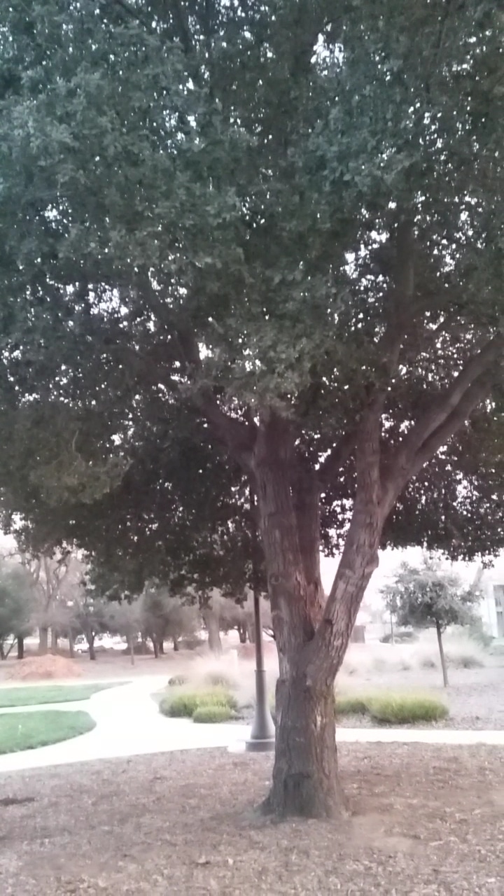 Roget Park - Lodi, CA