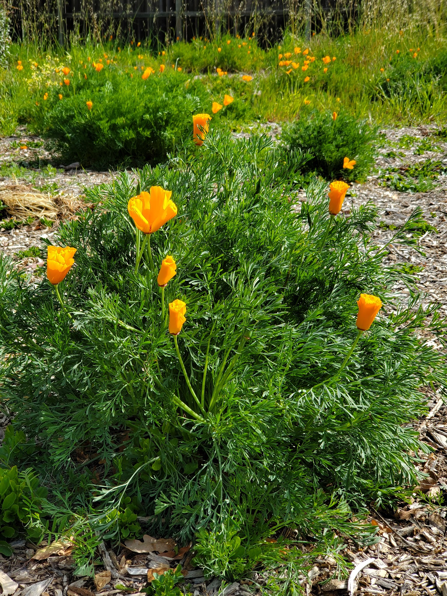 Roget Park - Lodi, CA