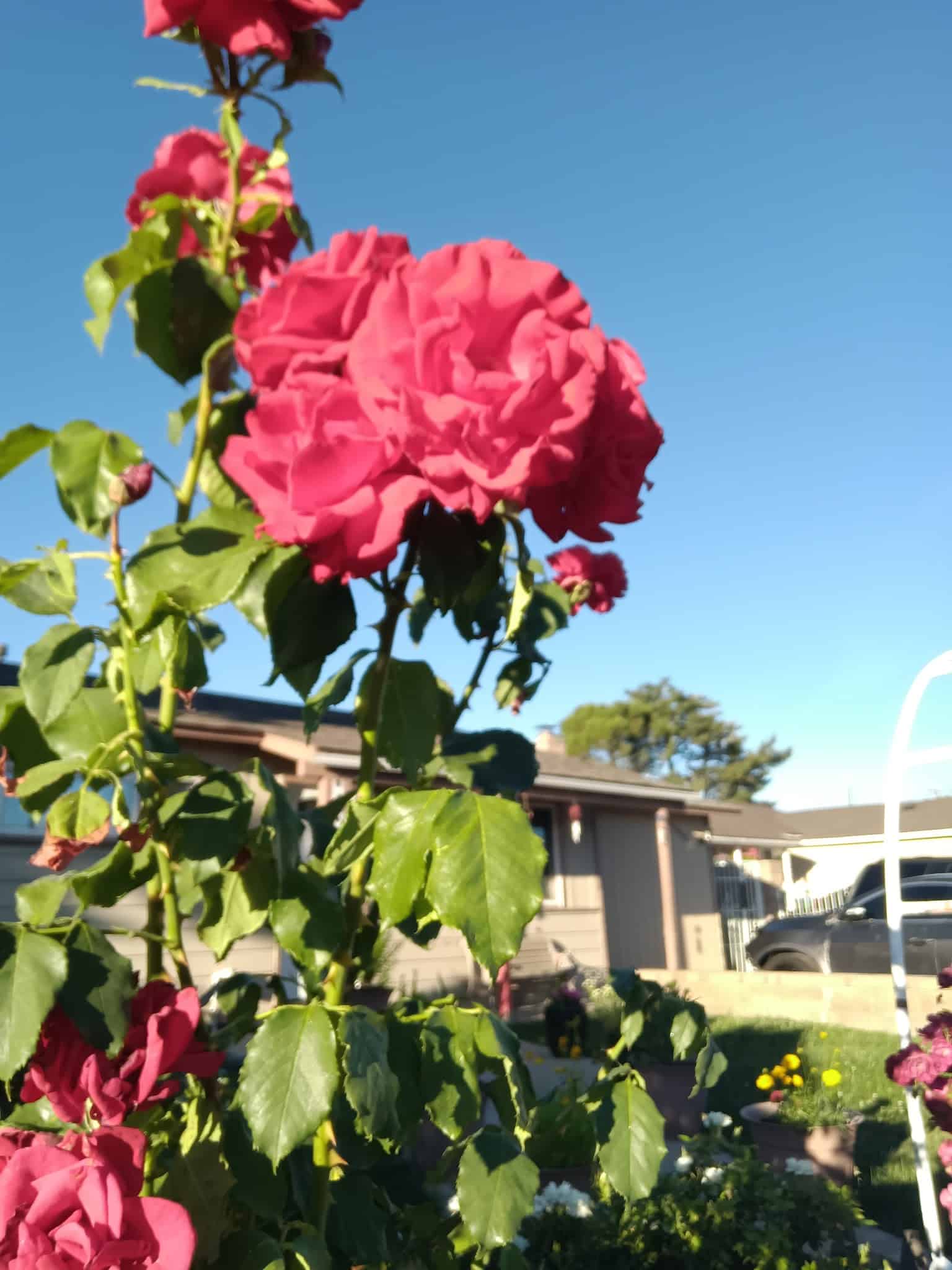 Salas Park - Lodi, CA