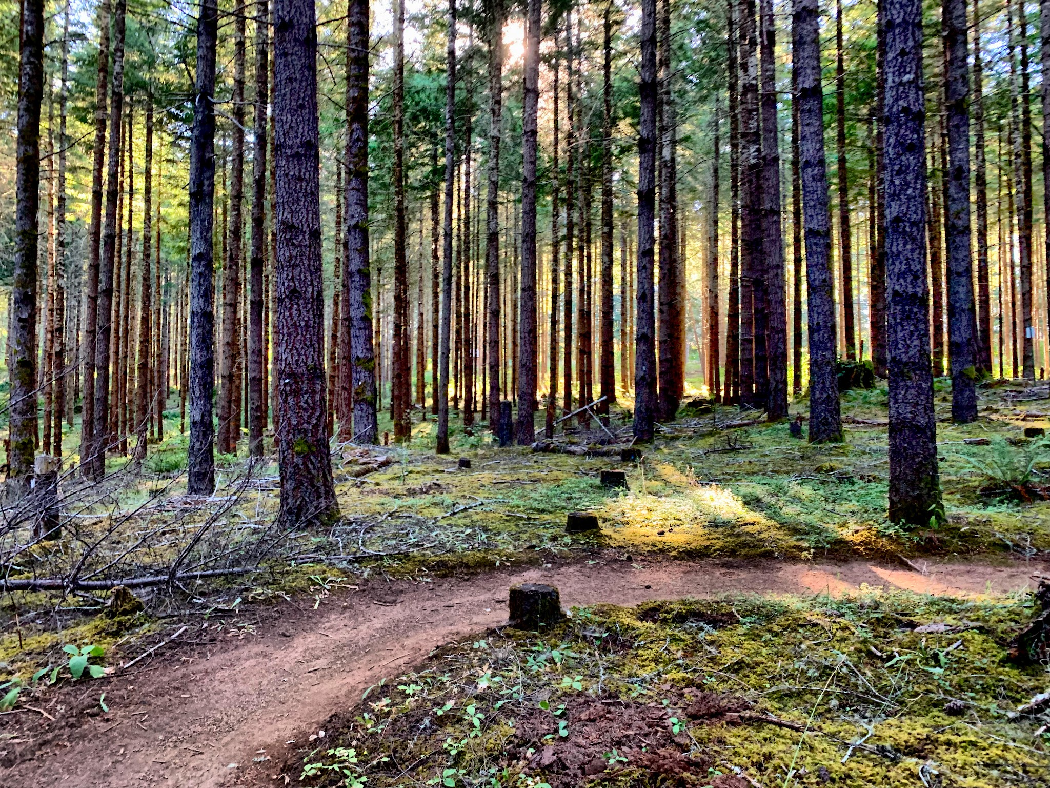 Carpenter Bypass Trail System - Lorane, OR