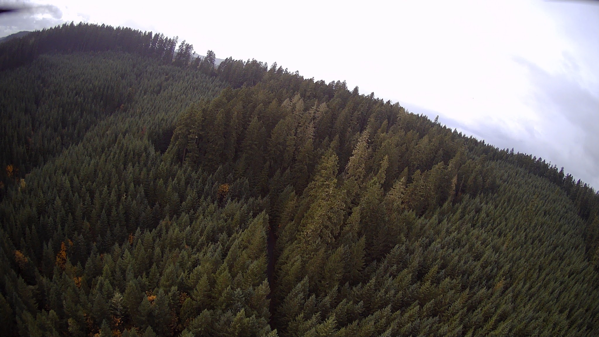 Carpenter Bypass Trail System - Lorane, OR