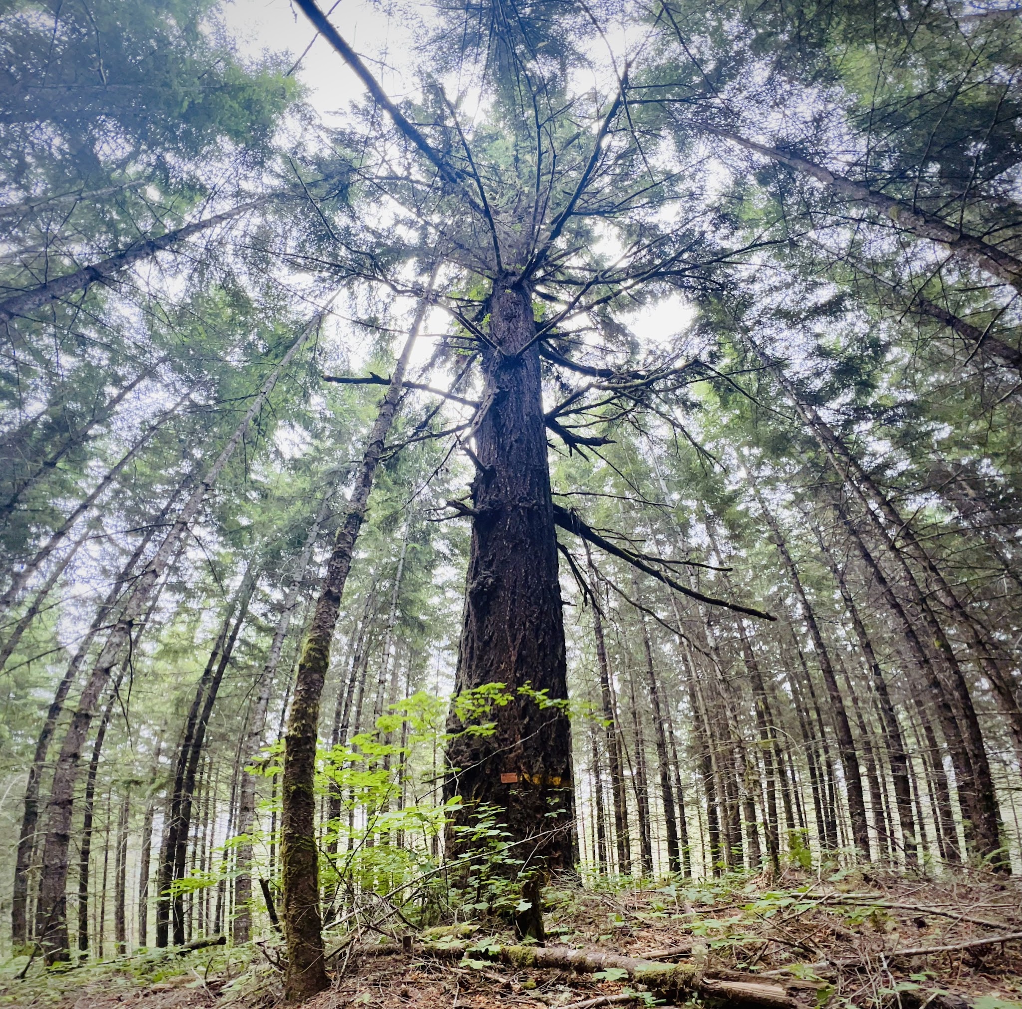 Carpenter Bypass Trail System - Lorane, OR