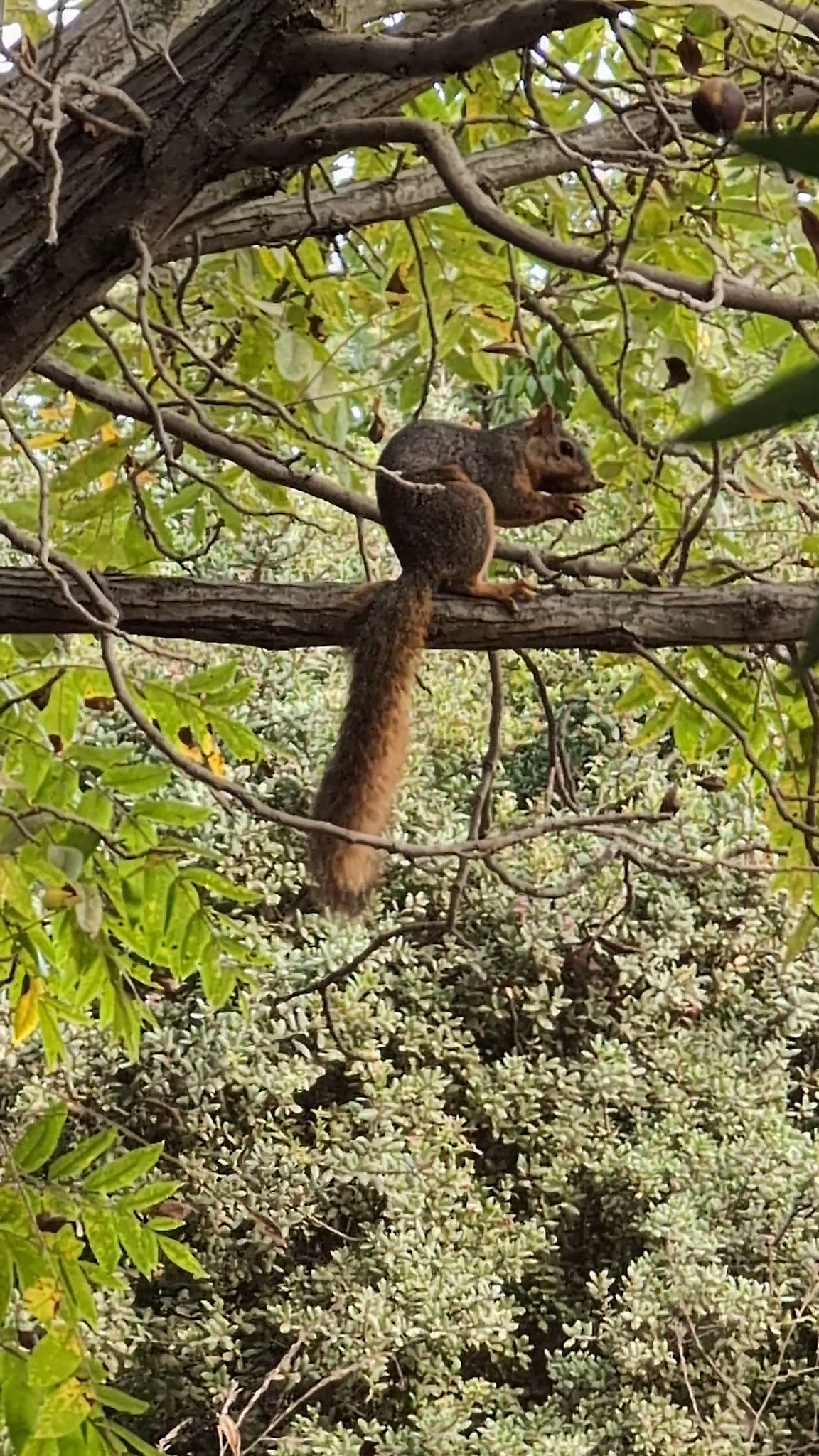 ASCOT HILLS PARK - Los Angeles, CA