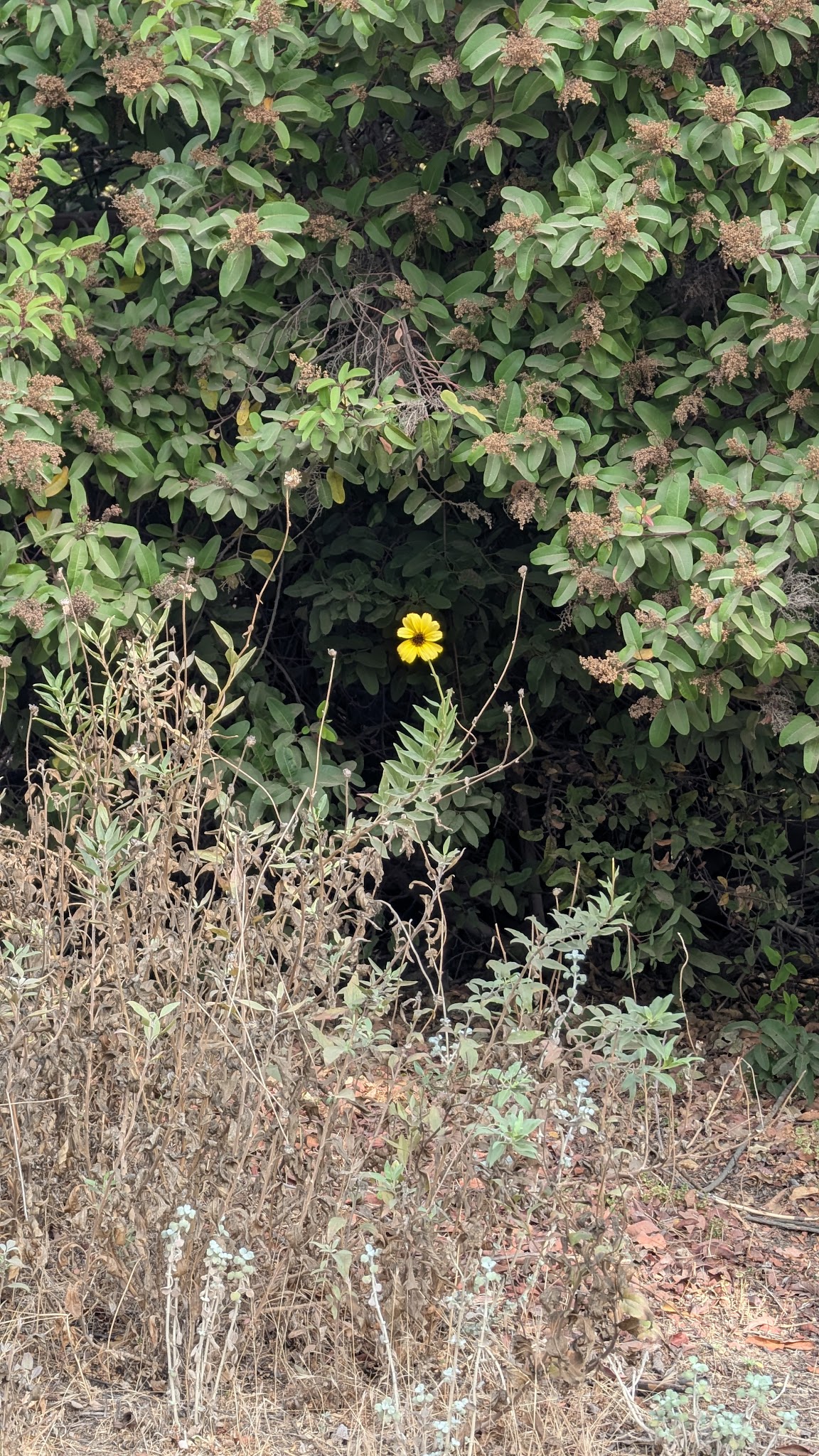 ASCOT HILLS PARK - Los Angeles, CA