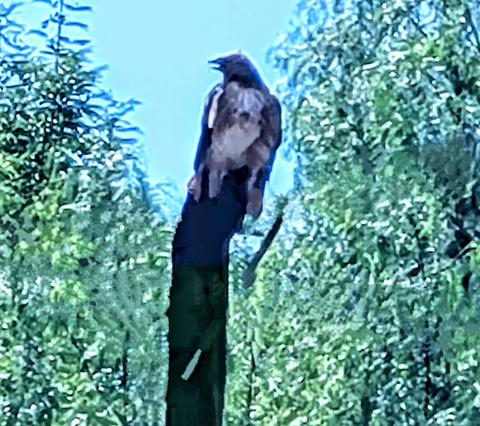 Canyon Hike - Los Angeles, CA