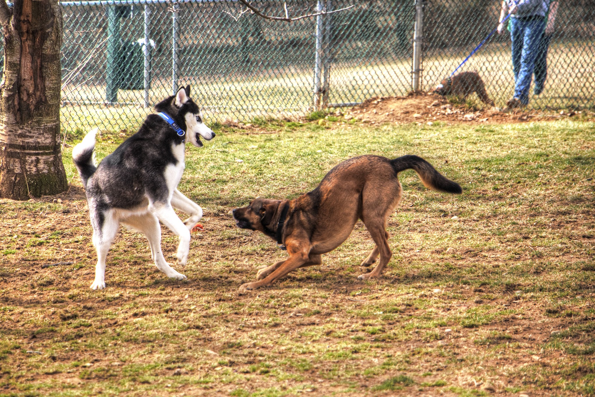 Dog park at Wayne’s Way & Shared Dr - Los Angeles, CA
