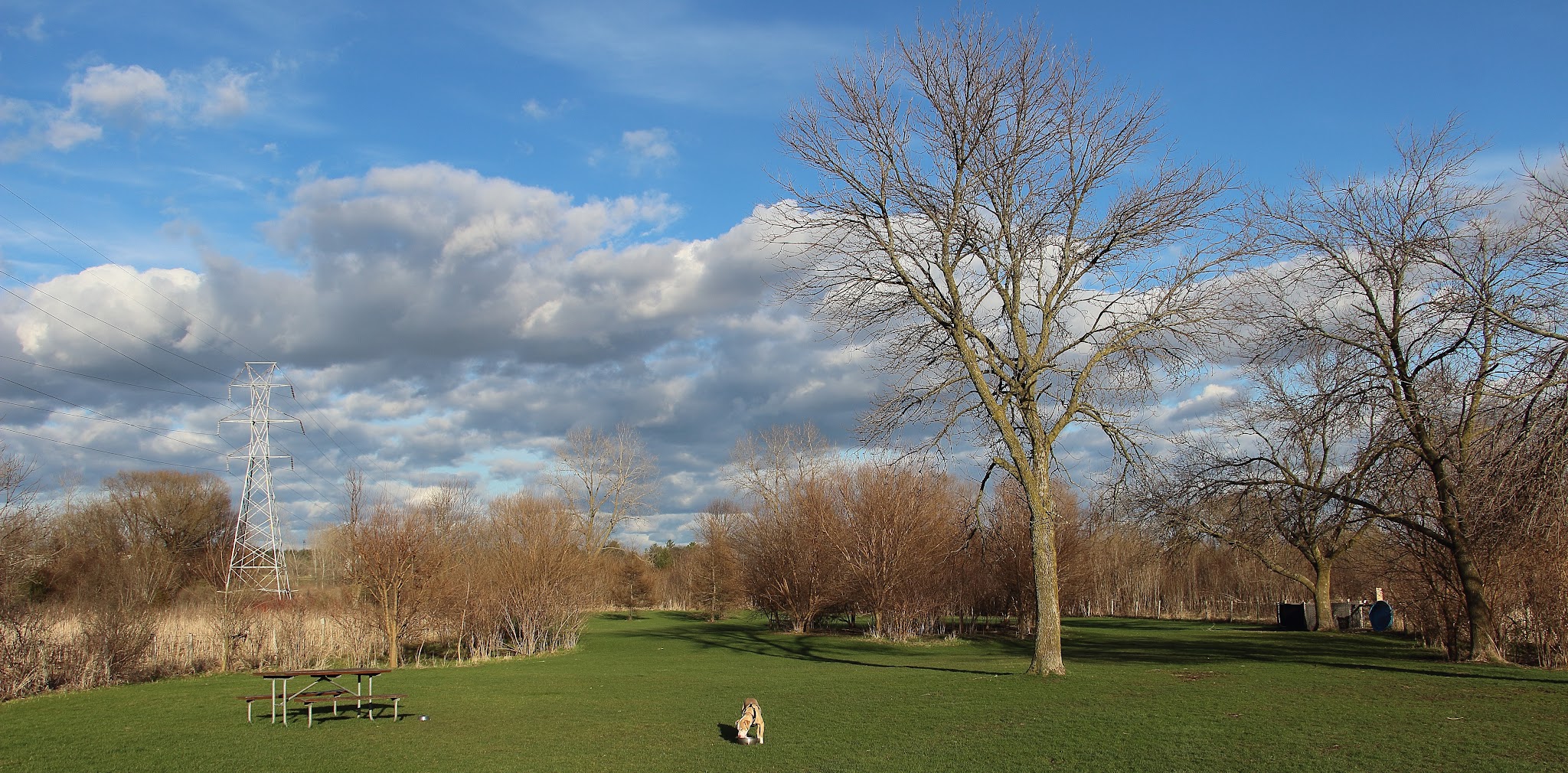 Dog park at Wayne’s Way & Shared Dr - Los Angeles, CA