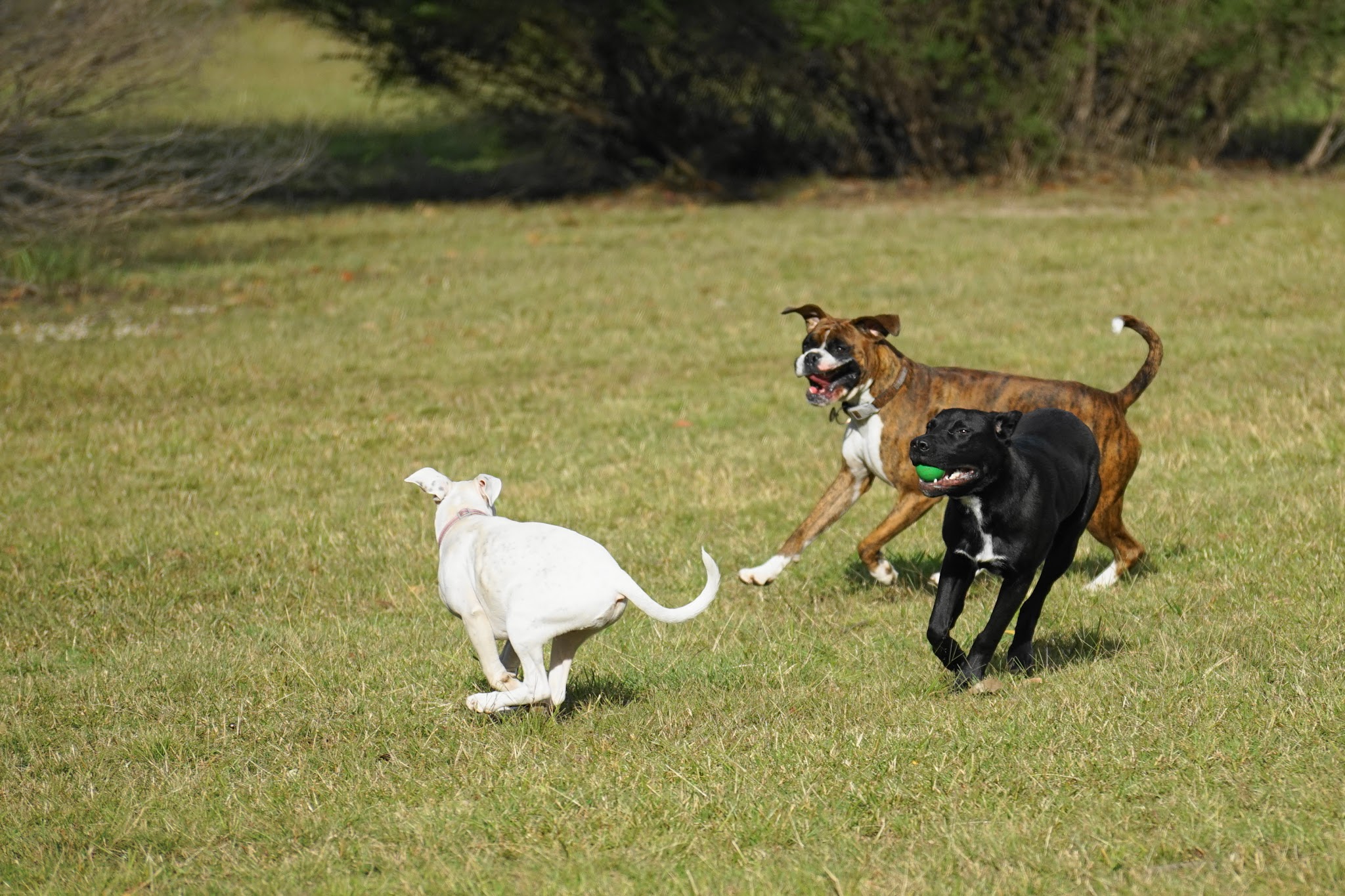 Dog park at Wayne’s Way & Shared Dr - Los Angeles, CA