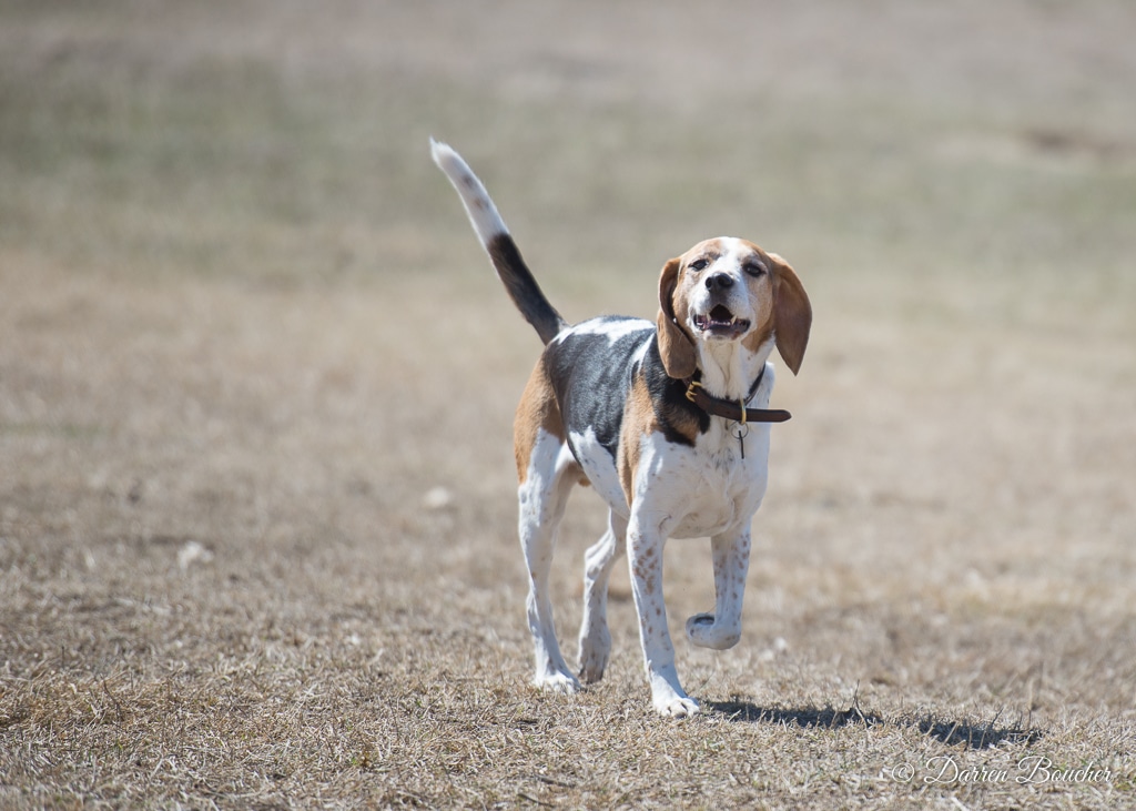 Dog park at Wayne’s Way & Shared Dr - Los Angeles, CA