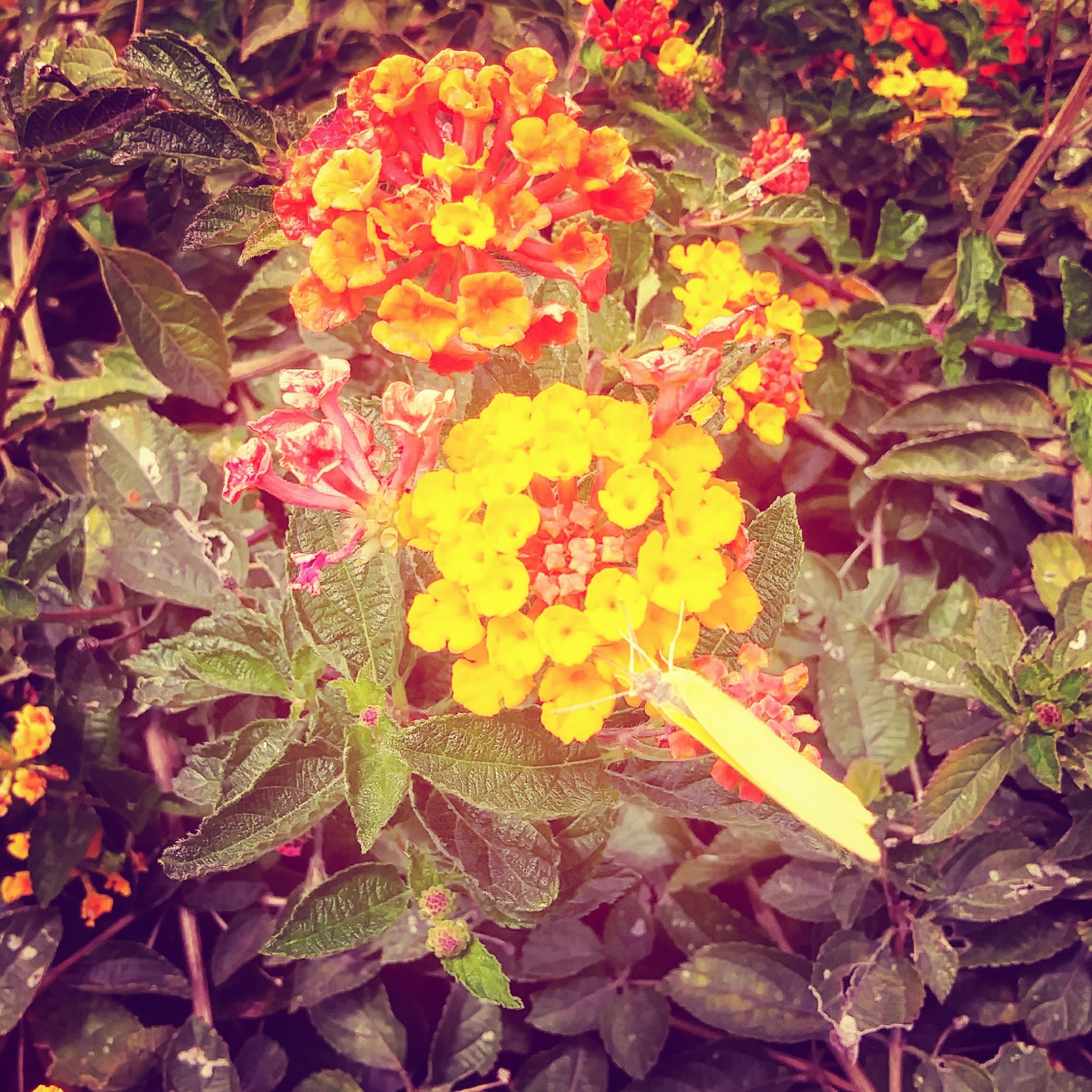 Ela Park - Los Angeles, CA