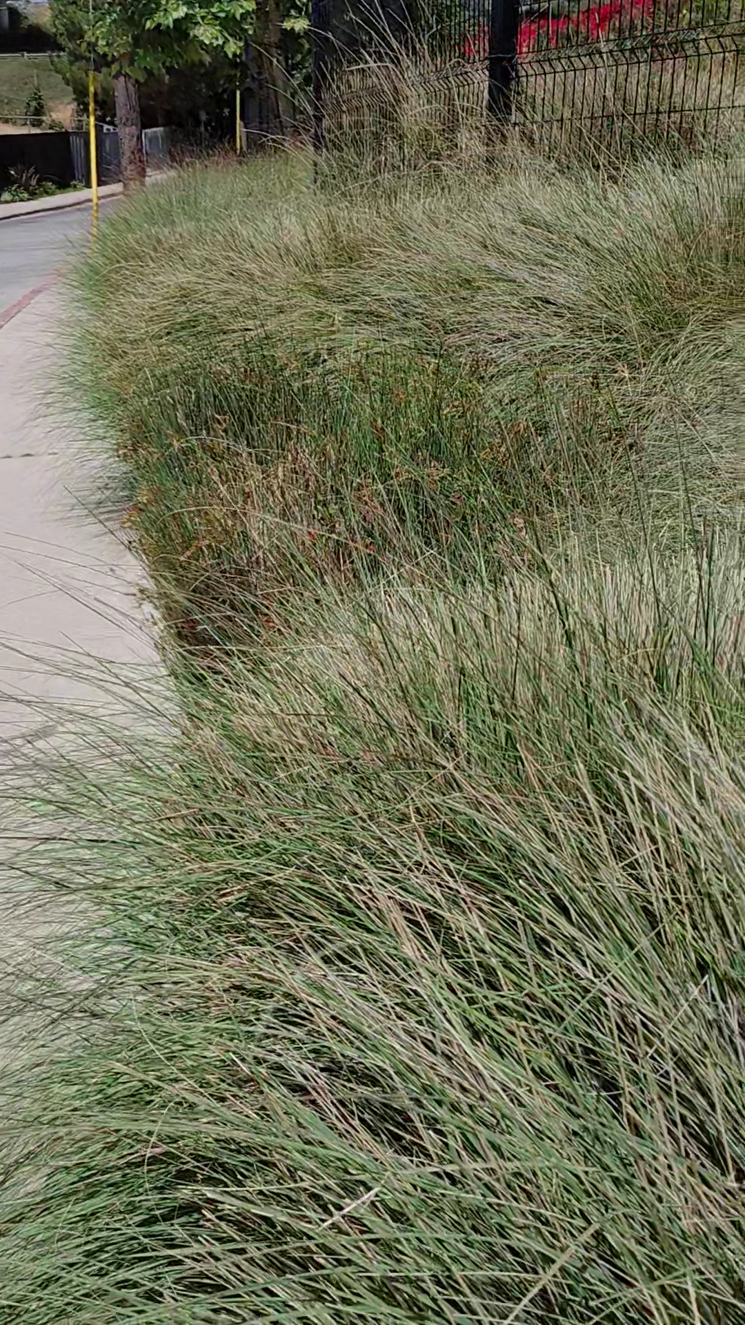 Franklin-Ivar Park - Los Angeles, CA