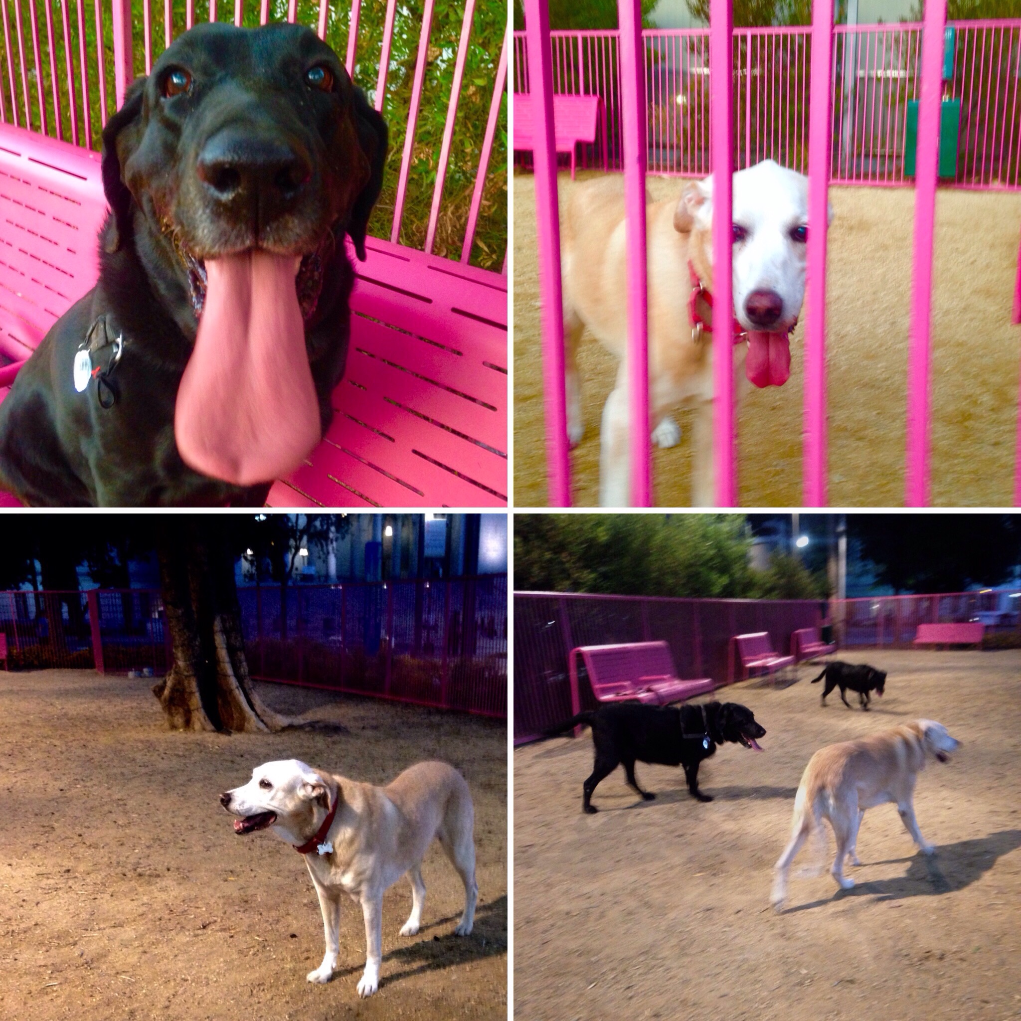 Grand Park- Dog Park - Los Angeles, CA