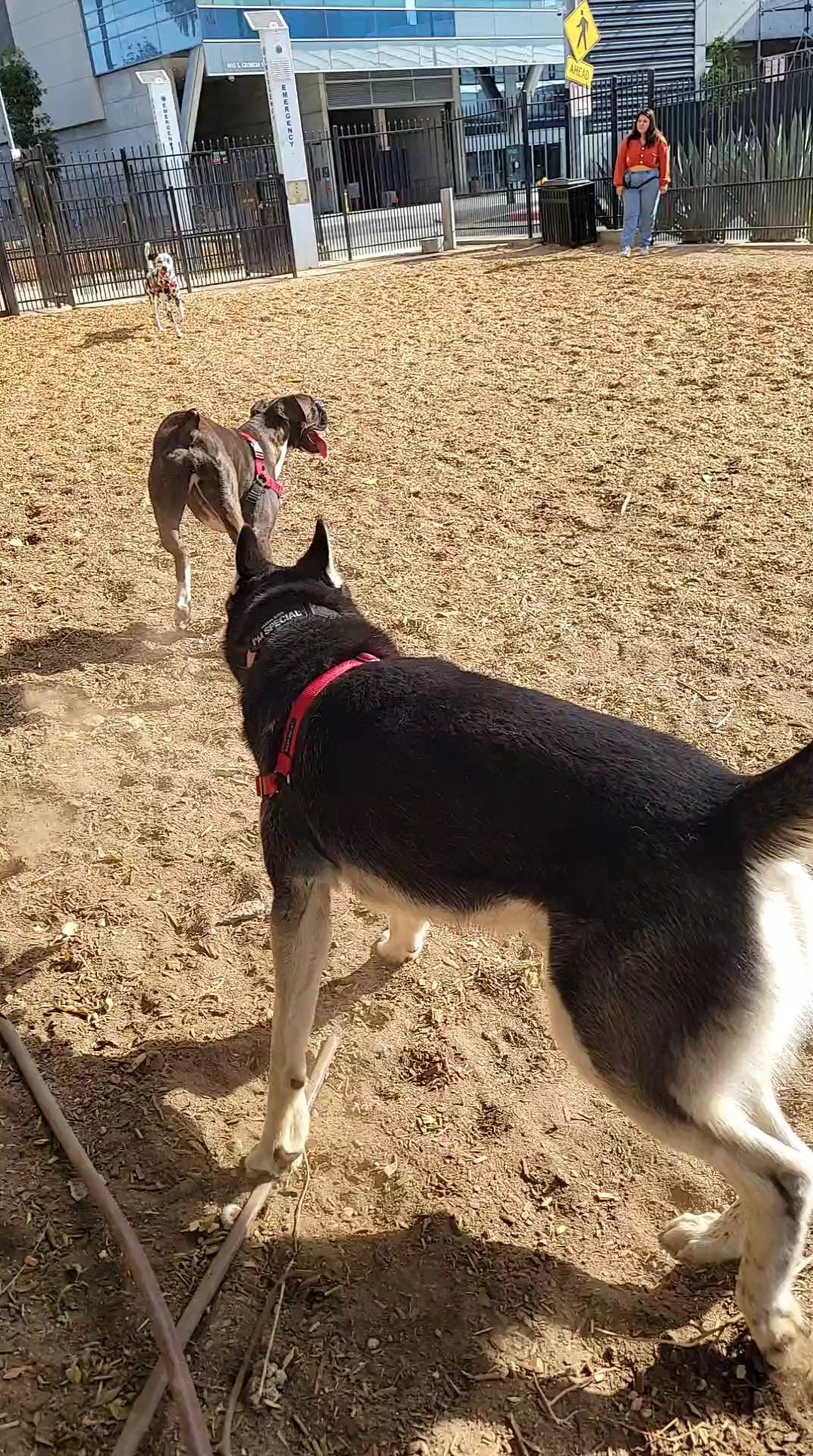 L.A. Live Large Dogs Park - Los Angeles, CA