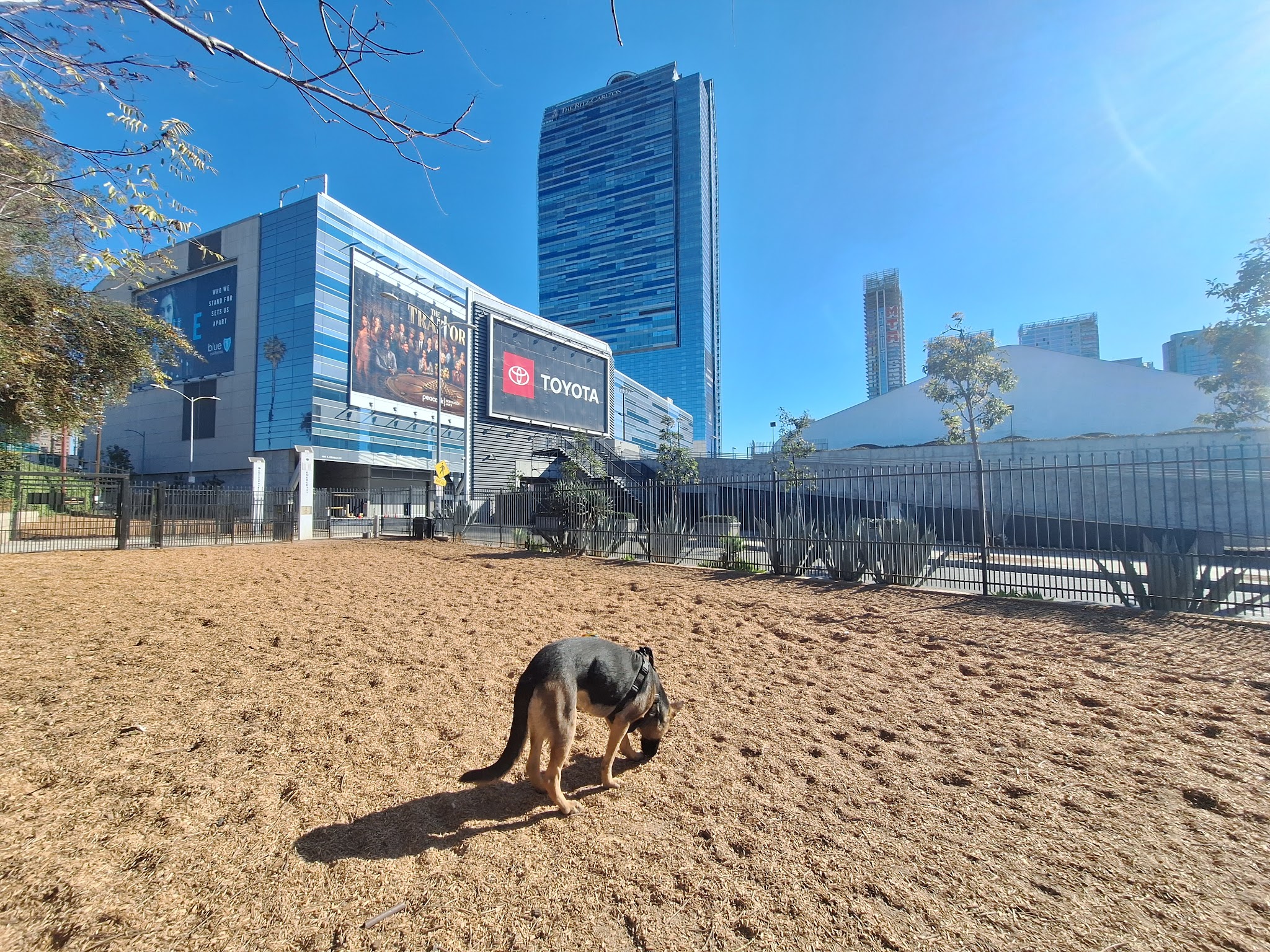 L.A. Live Large Dogs Park - Los Angeles, CA