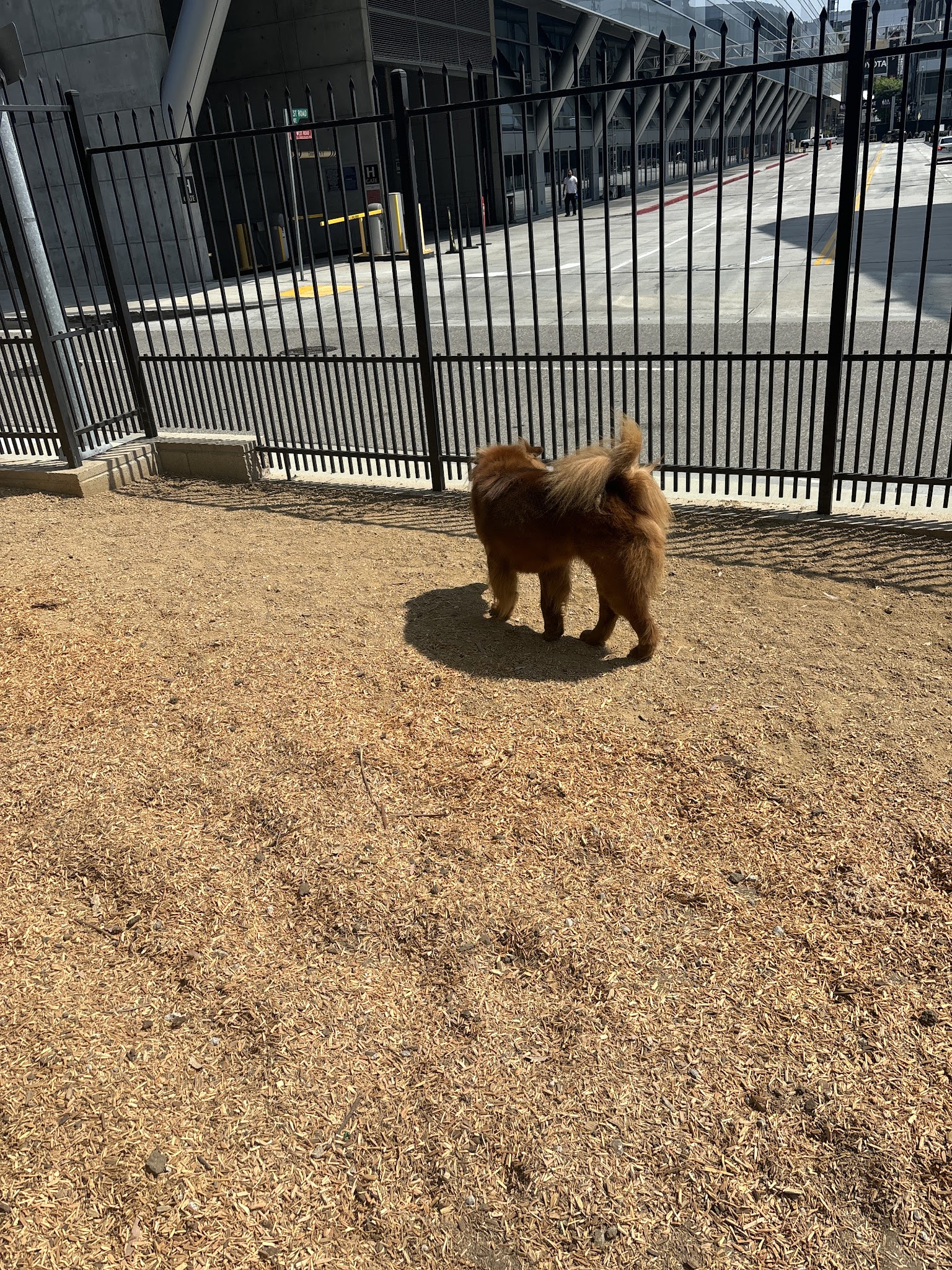 L.A. Live Large Dogs Park - Los Angeles, CA