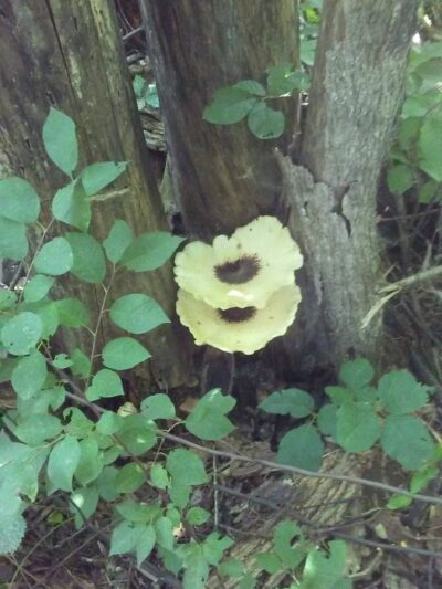 Fasnacht Park - Madison Lake, MN