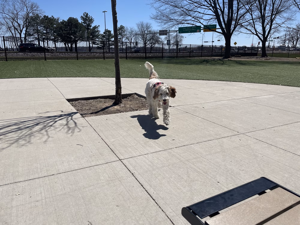 Brittingham Park Dog Park - Madison, WI