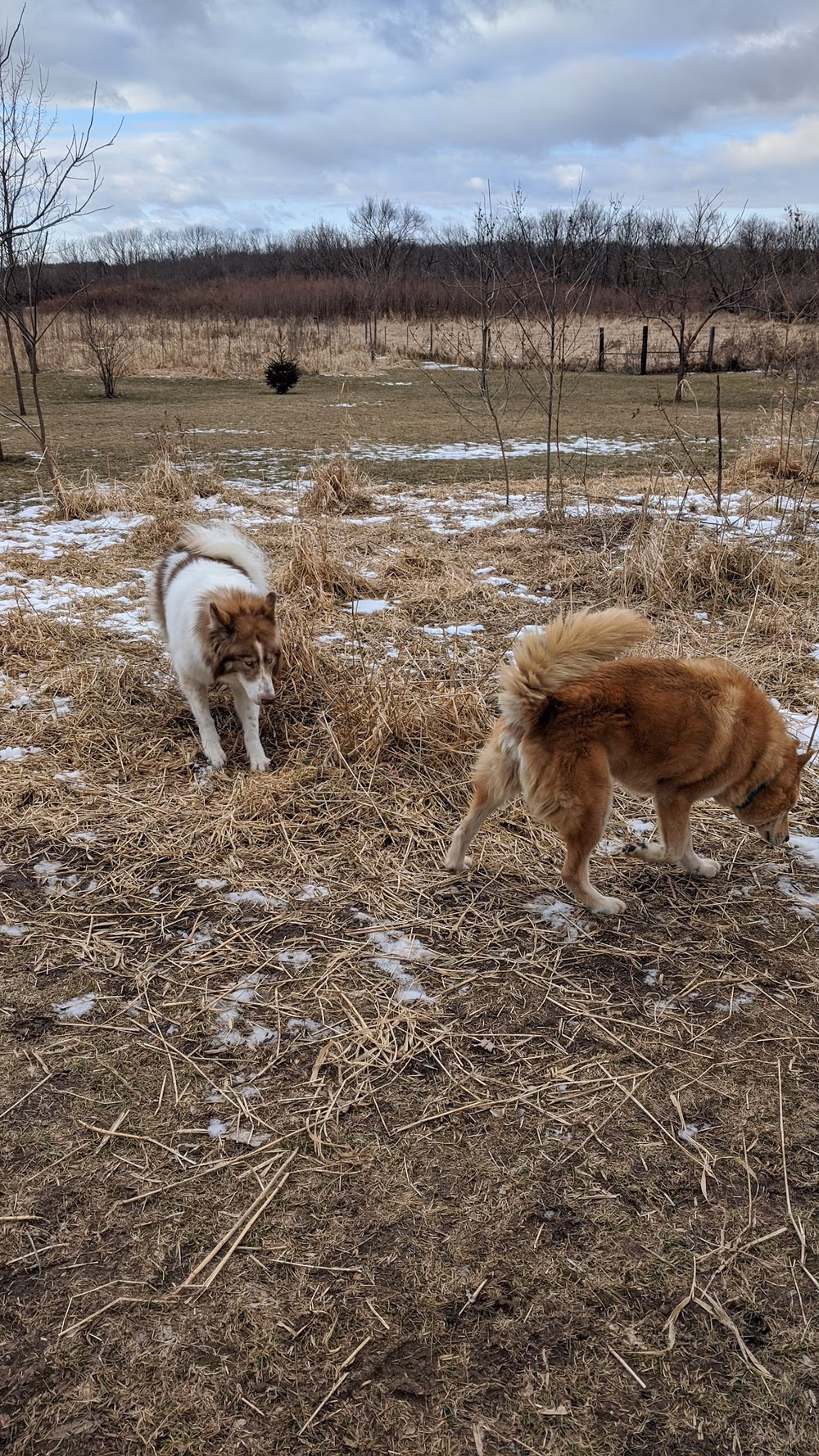 My Dog and Me - Madison, WI