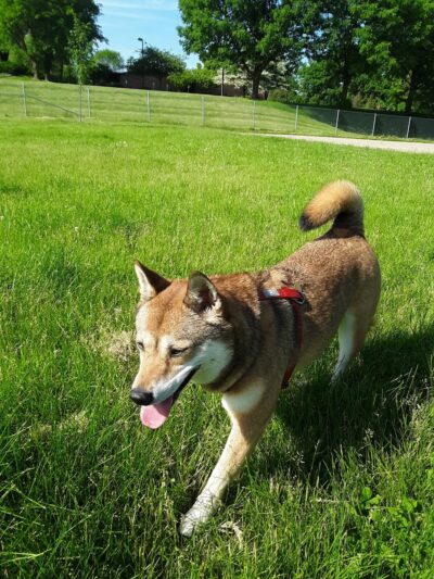 Odana School Park Dog Park - Madison, WI