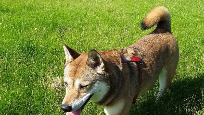 Odana School Park Dog Park - Madison, WI