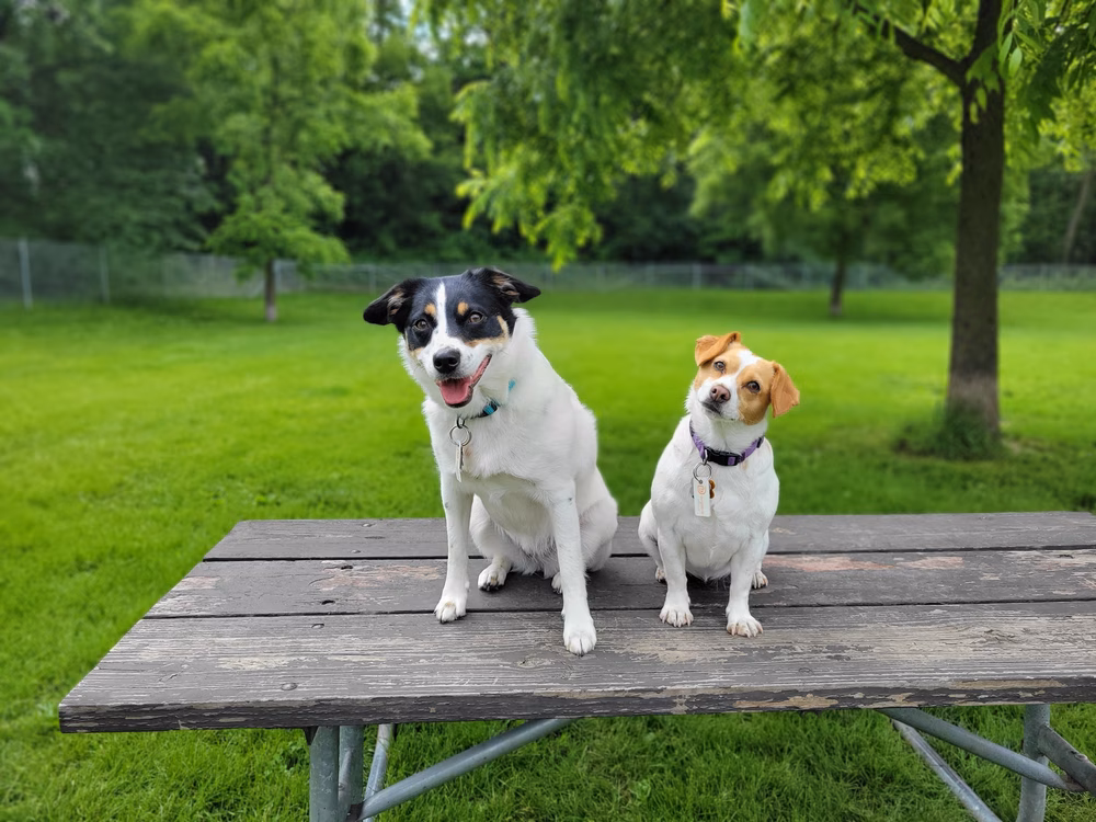 Walnut Grove Park Dog Park - Madison, WI