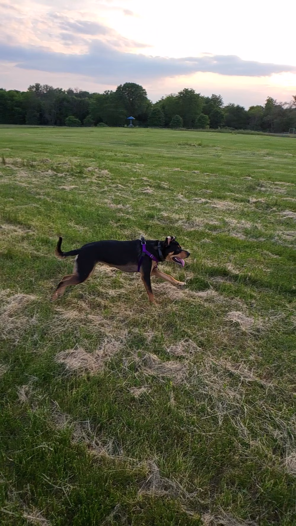 Warner Park Dog Park - Madison, WI