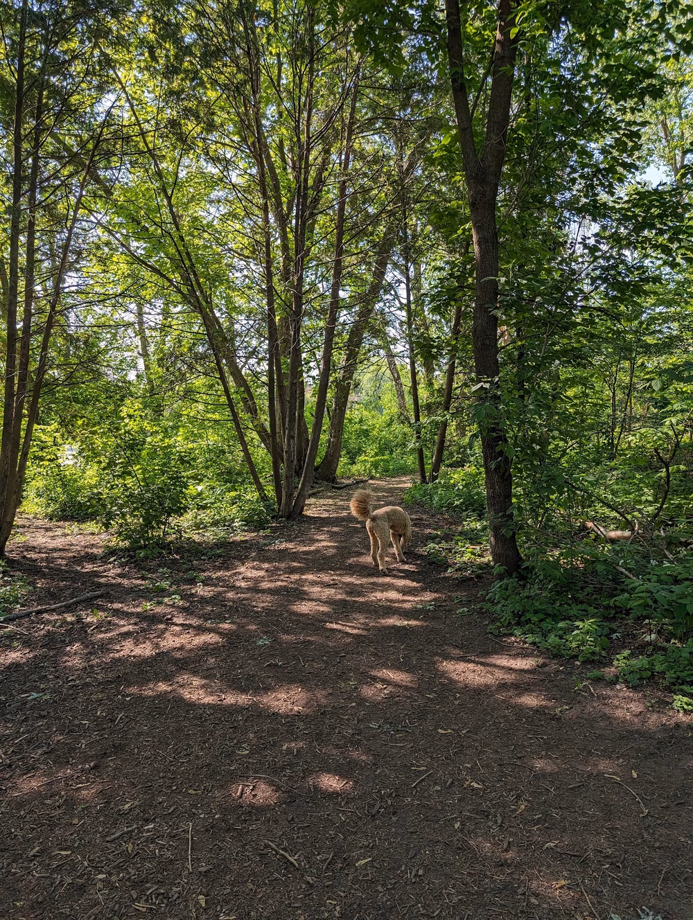 Warner Park Dog Park - Madison, WI