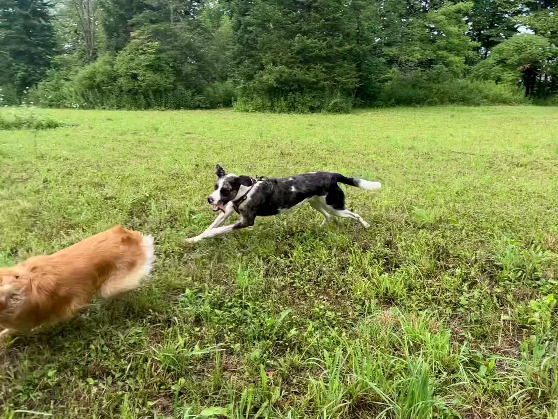 Skaneateles Conservation Area - Marcellus, NY