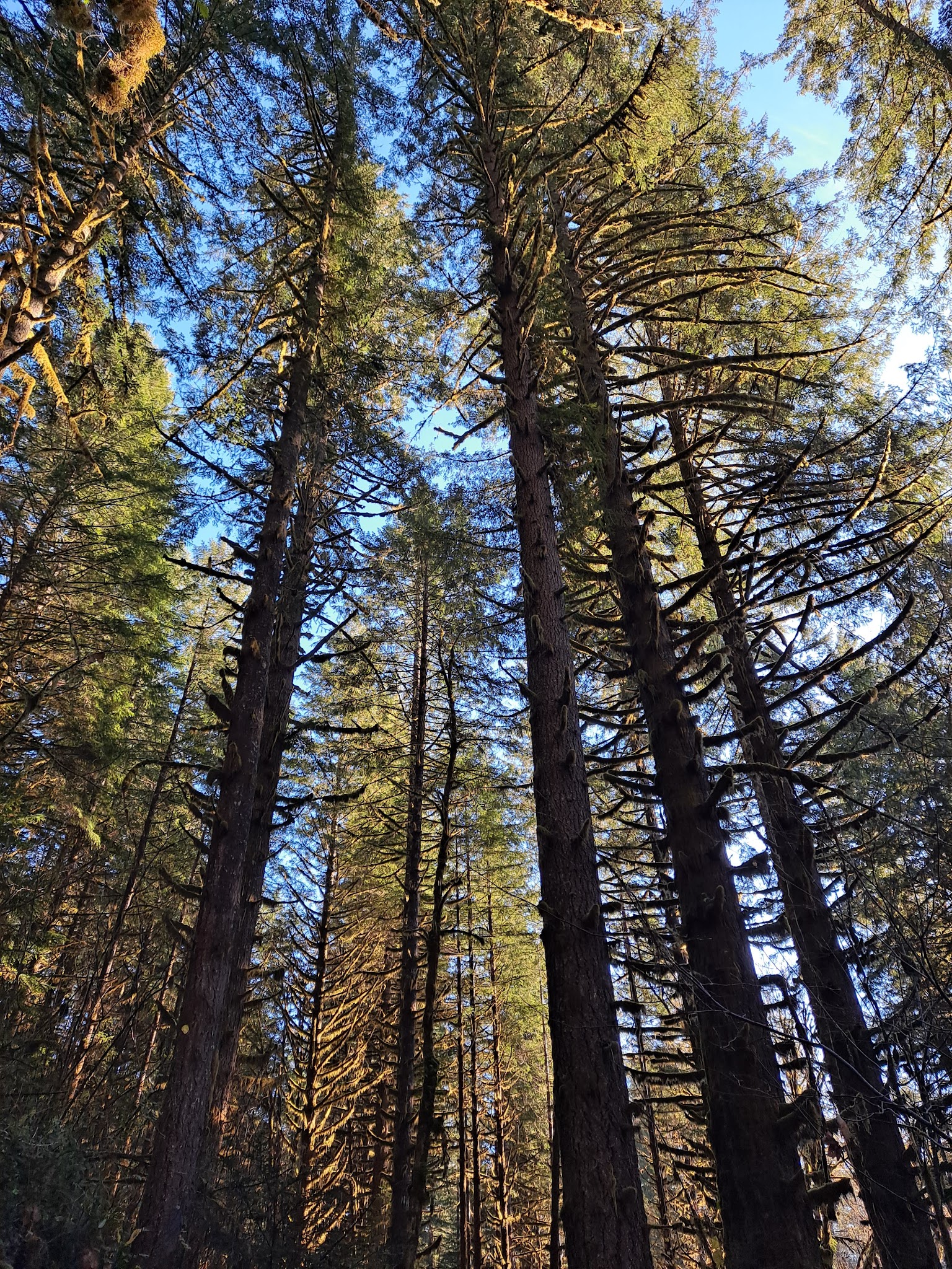 Shotgun Creek Recreation Site - Marcola, OR